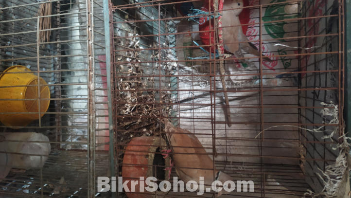 কিছু অস্ট্রেলিয়ান ঘুঘু পাখি,